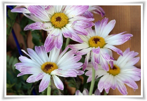 &quot;마가렛&quot; 상큼함으로 일상을 물들이는 꽃, 키우기부터 활용까지 완벽 가이드!