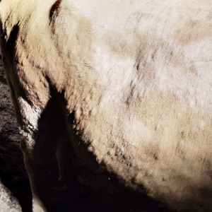 럼피스킨병 관련주 대장주 TOP7 : LSD