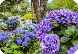 휴애리 수국정원 이미지 출처: 수국정원 홈페이지