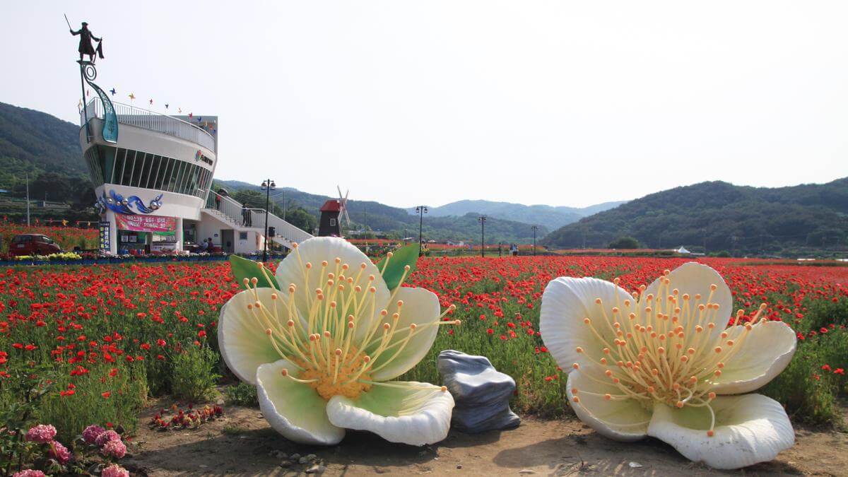 하동 북천 꽃양귀비 축제