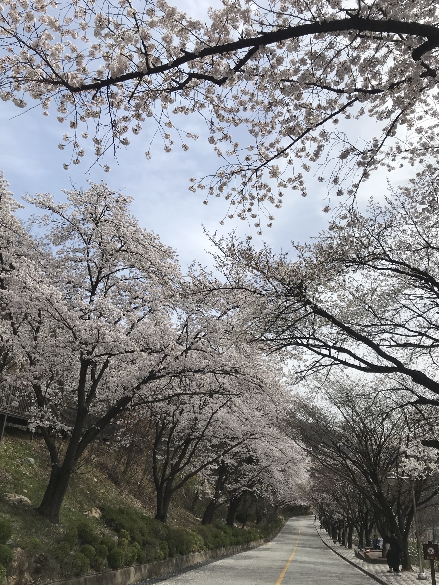 4월에 가볼만한 벚꽃명소 충주땜 벚꽃길