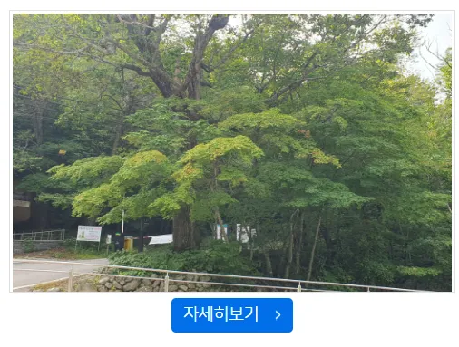 오대산 단풍
