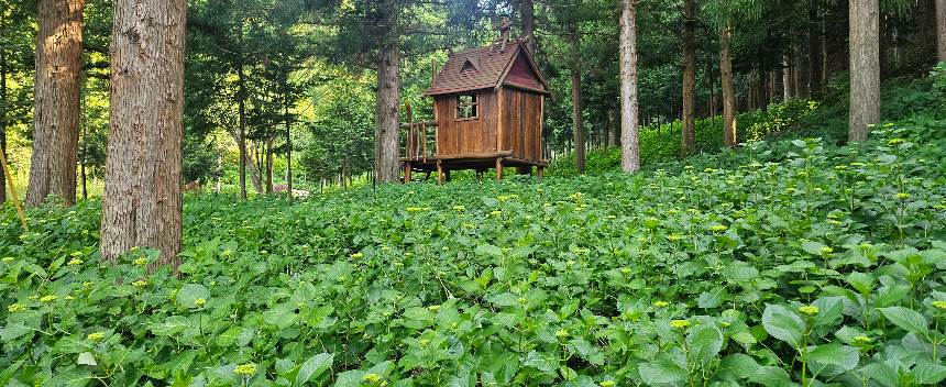 특색있고 아름다운 민간 정원 30선 추천 여행 - 21. 보성 성림정원