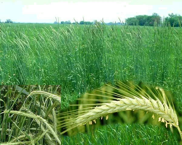 호밀 재배 가을 파종 추위 강함 사료용 수확_8