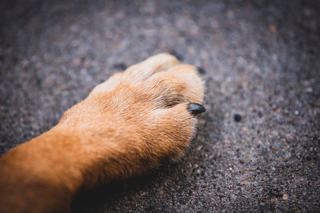 Paw