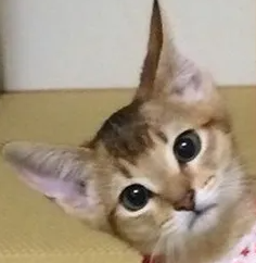 고양이 육아종