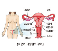 자궁경부암 예방접종