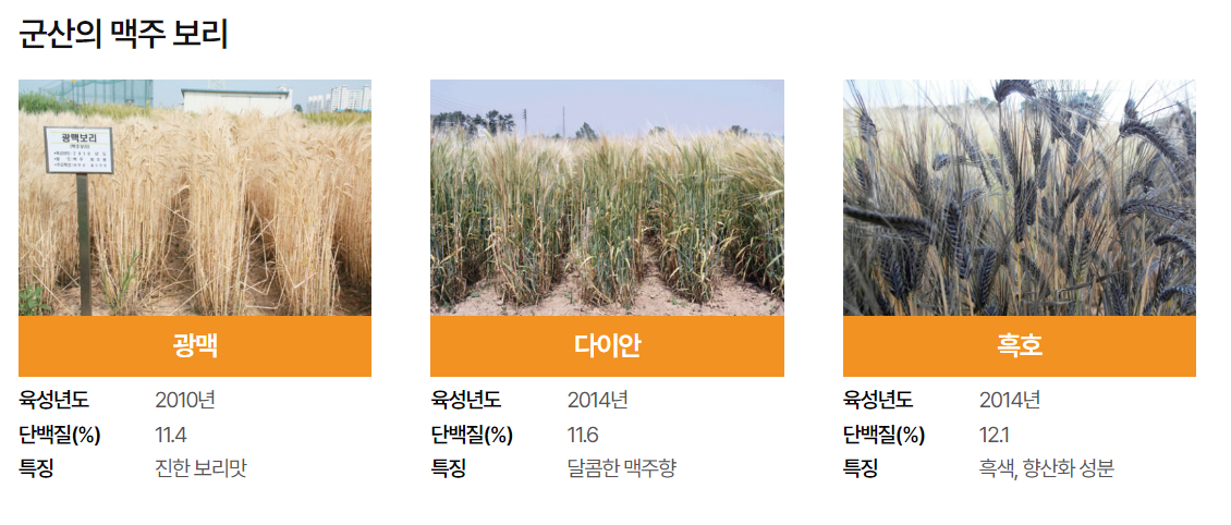 군산 수제맥주 & 블루스 페스티벌 공연 입장료 체험