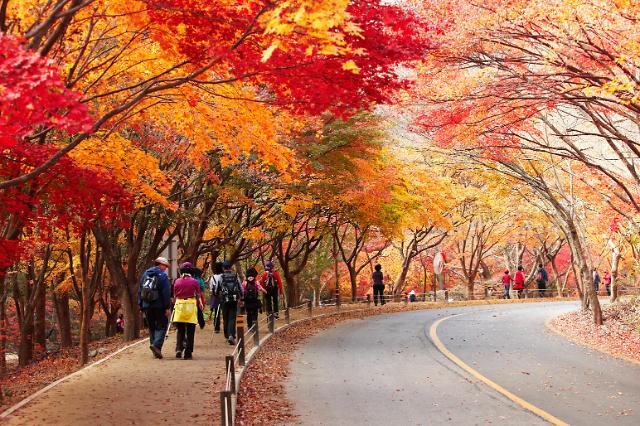 2024 내장산 단풍축제