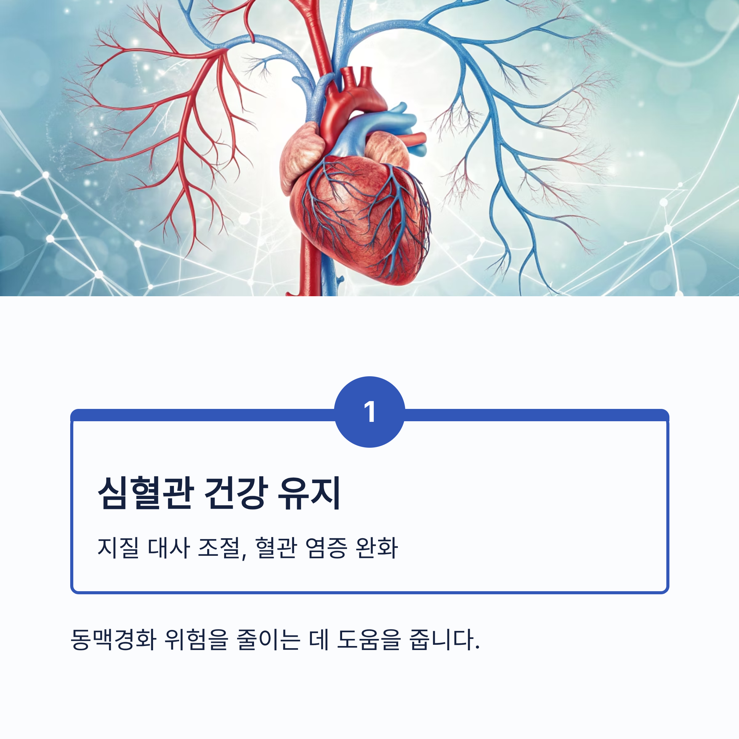 알부민의 효능 7가지|면역력·부종 개선·간 기능 회복까지, 건강의 핵심 단백질