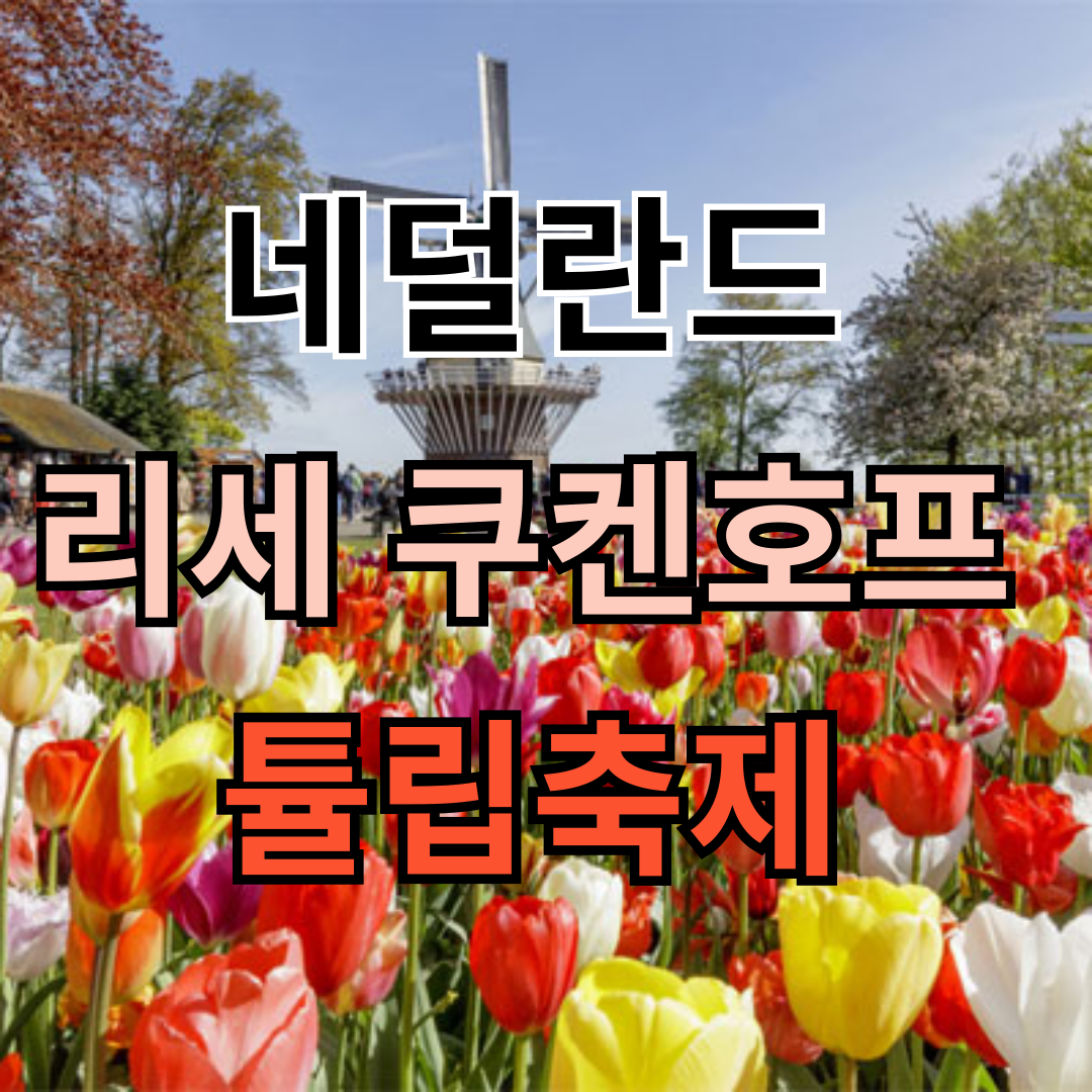 네덜란드 튤립축제