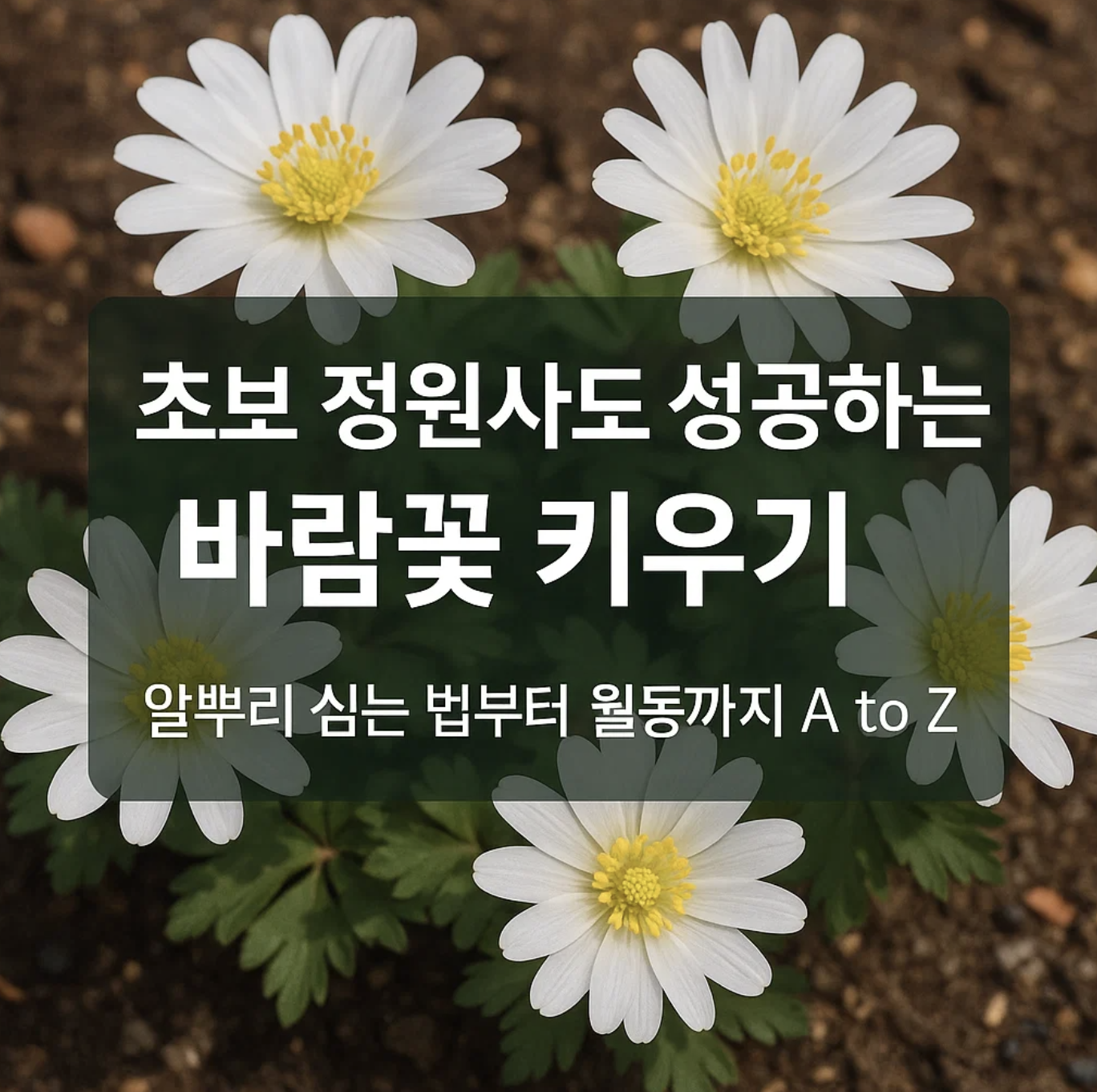 초보 정원사도 성공하는 바람꽃 키우기, 알뿌리 심는 법부터 월동까지 A to Z