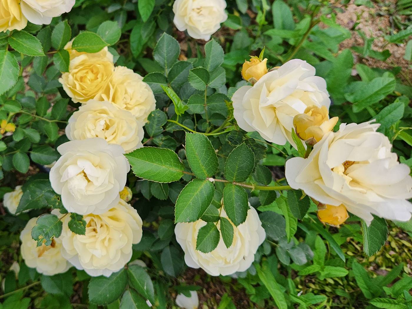 장미 골든보더 Golden Border