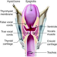만성 폐쇄성 폐질환