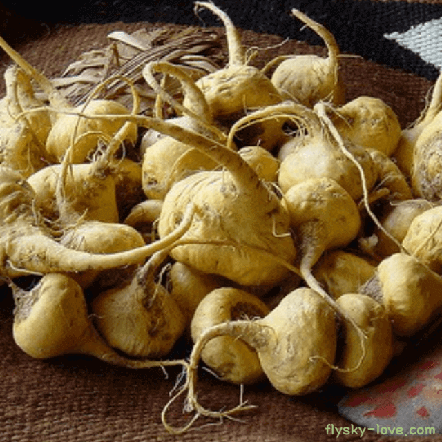 중장년 노화에 도움이 되는 마카