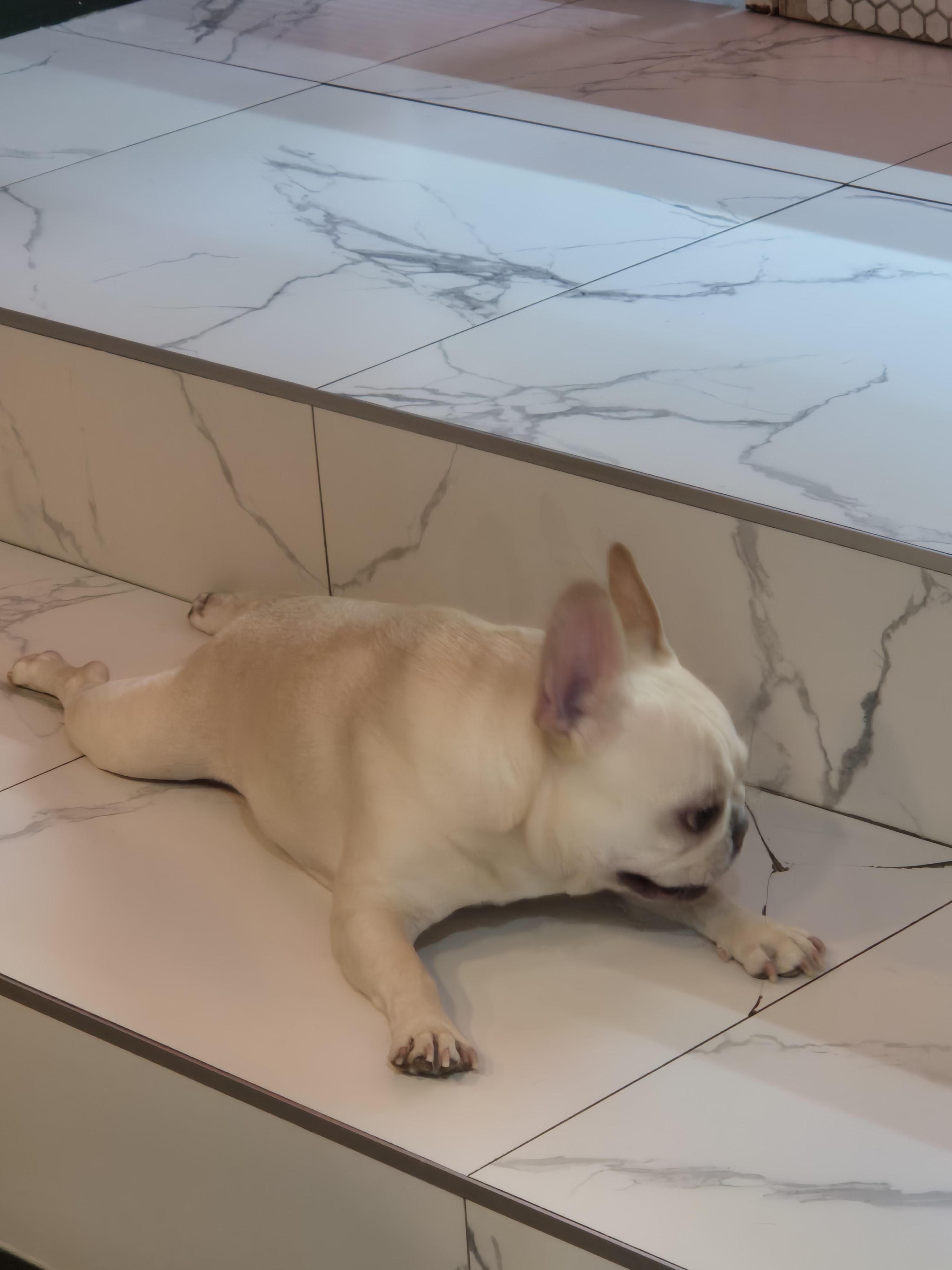 강아지 호텔 겸 애견 동반 미용 카페