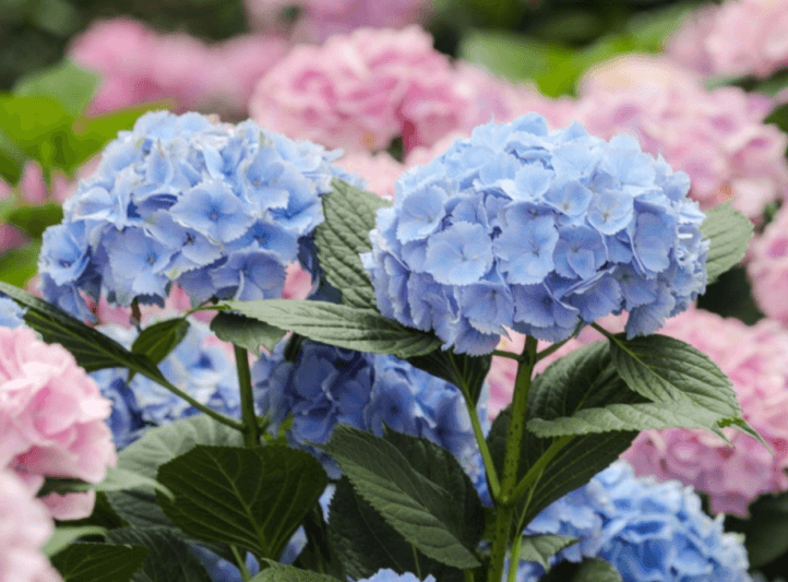 휴애리수국축제