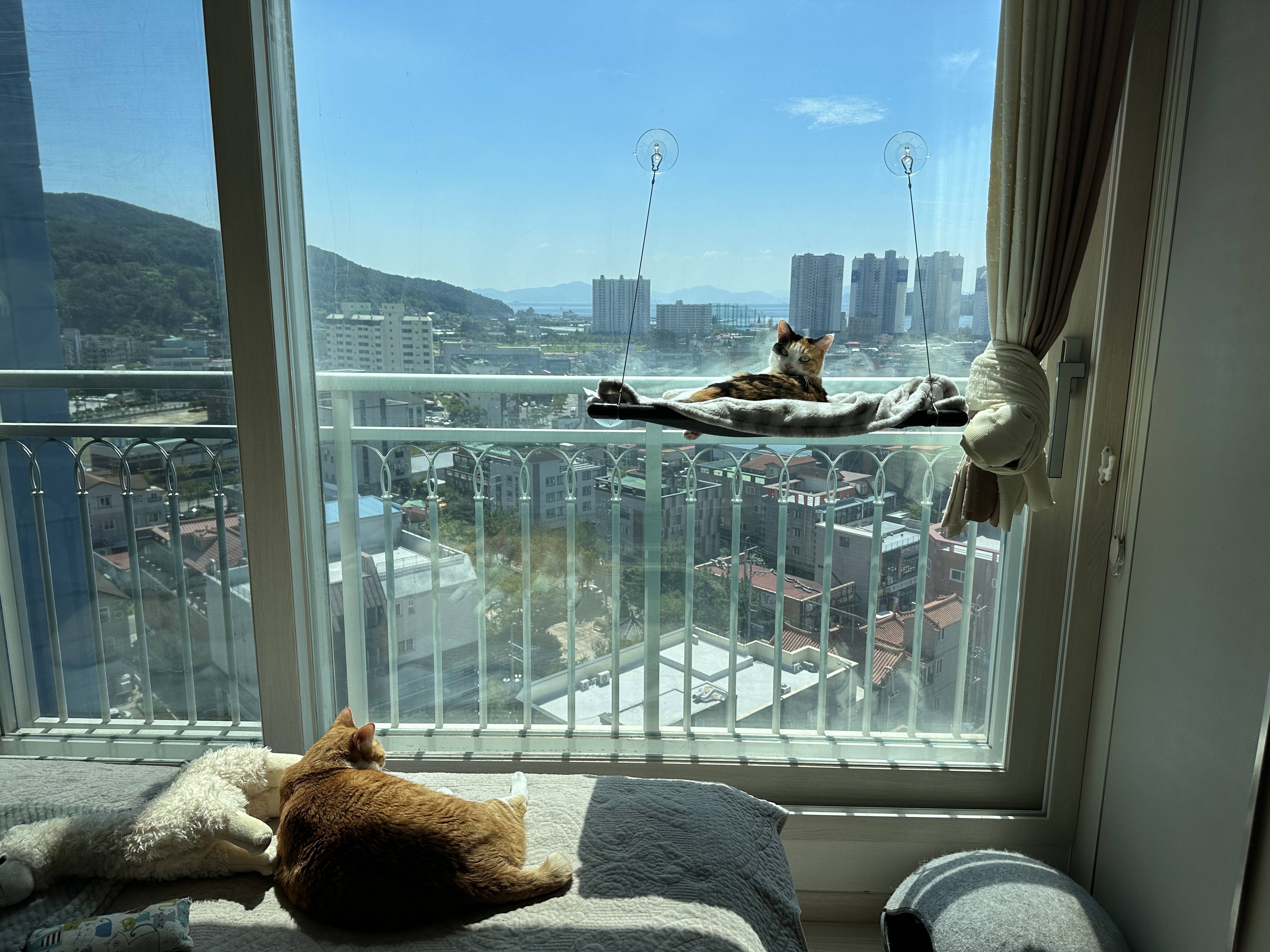 햇살_좋은날_창문_해먹_위의_삼색이_요미와_침대에서_일광욕_하는_치즈냥이_호야