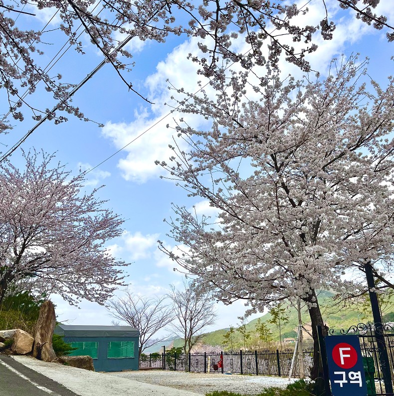벚꽃 캠핑장 산청 경호강캠핑장