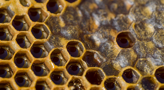 프로폴리스 효능, 부작용, 복용법 총정리 (2024ver)