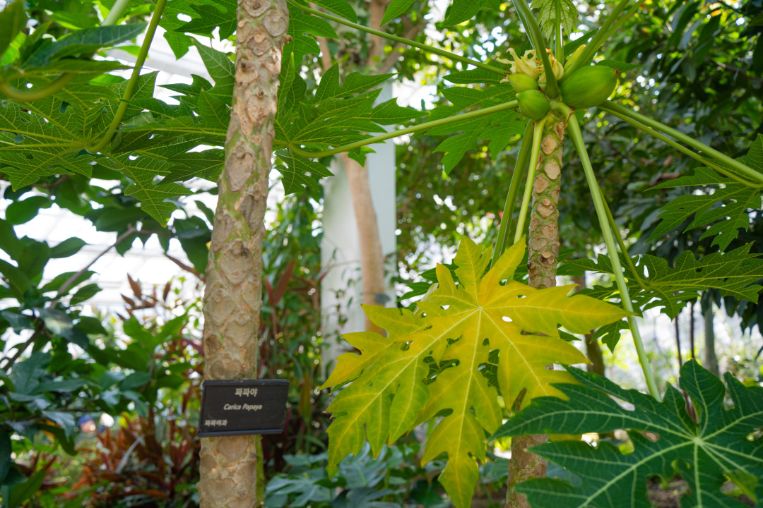 영흥 수목원 파파야