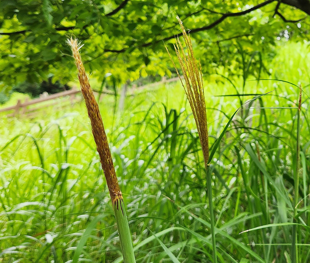 억새