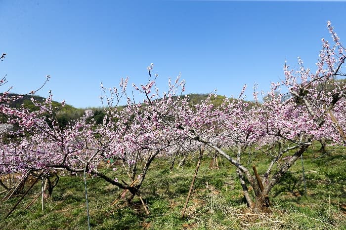 [4월 축제]서울근교 봄꽃 축제❘부천 춘덕산 복숭아꽃 축제❘복숭아꽃 개화가 절정이에요. 맛집 추천