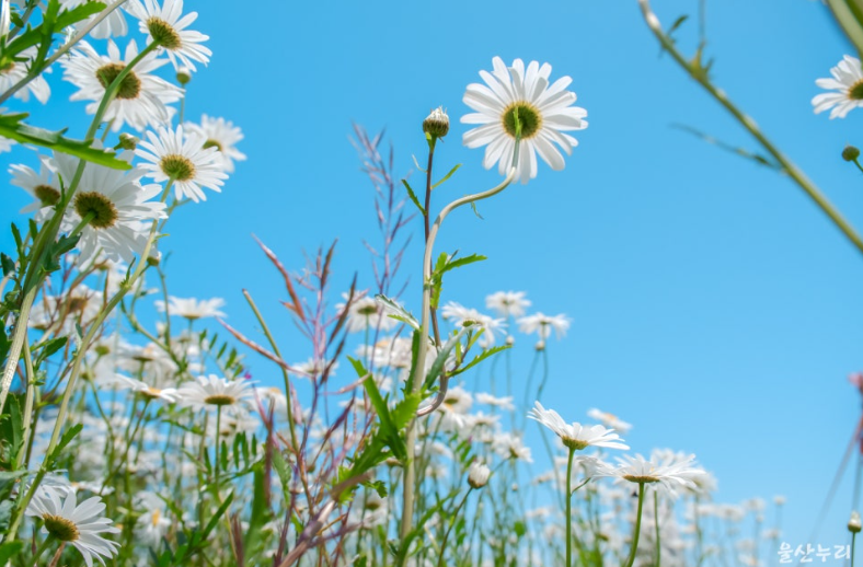 울산 슬도 샤스타데이지 꽃밭 개화 시기와 포토존 완벽 가이드
