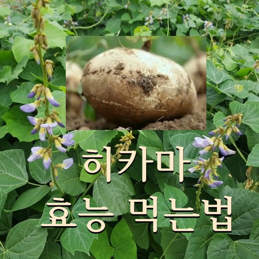 히카마 효능 및 먹는법