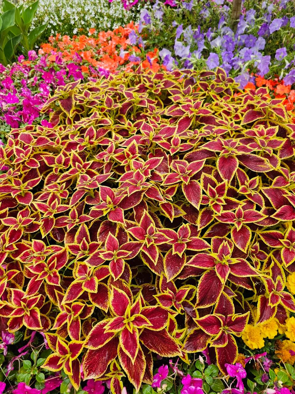 장애인과 고령자 통합복지 시스템