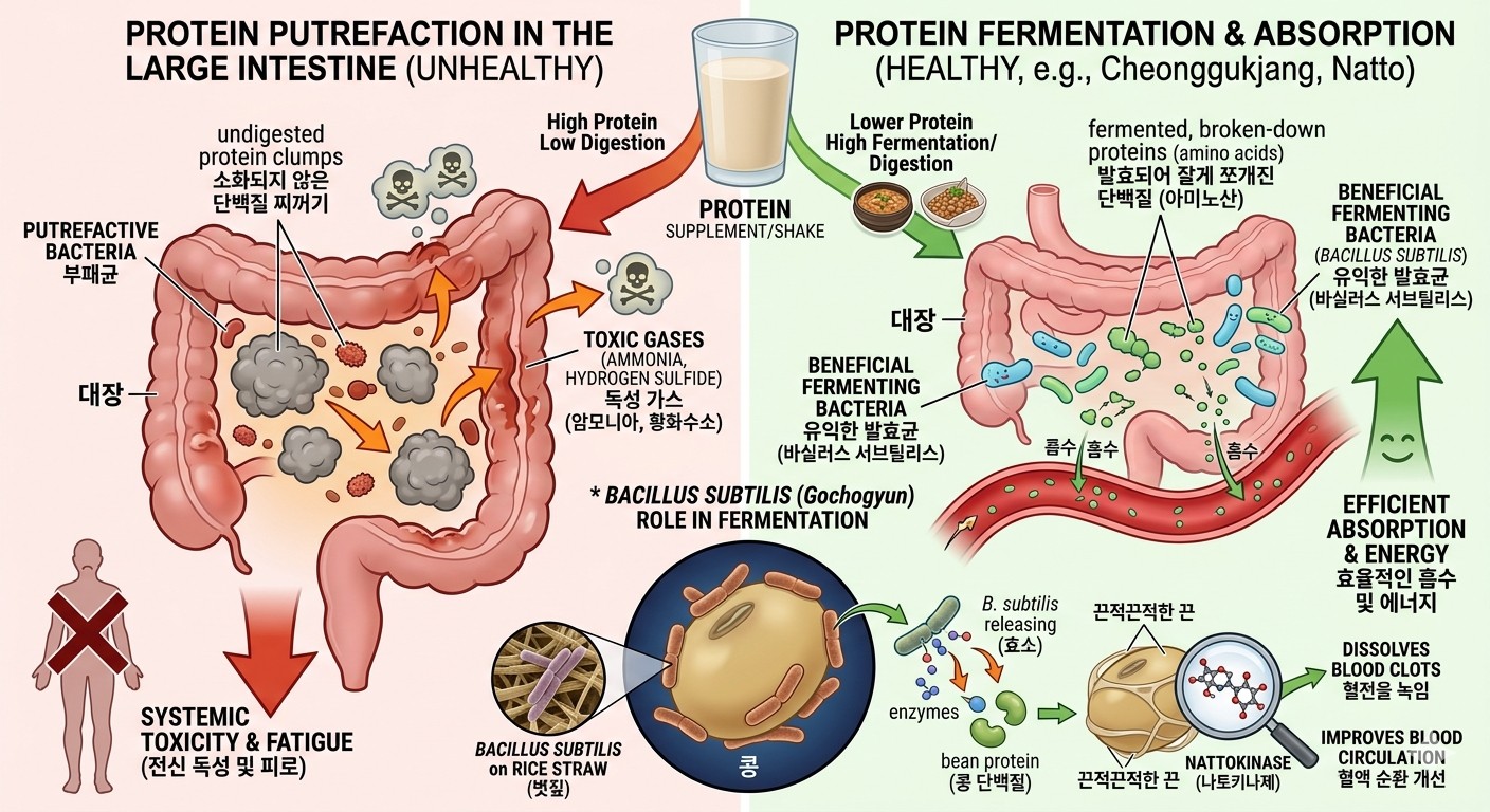 - 왼쪽 (단백질 부패): 소화되지 않은 단백질 찌꺼기가 대장에서 부패균에 의해 암모니아와 황화수소 같은 독성 가스로 변하는 과정
- 오른쪽 (단백질 발효 및 흡수): 미생물에 의해 잘게 쪼개진 발효 단백질이 장에 부담을 주지 않고 즉각적으로 흡수되는 과정 - 하단의 확대된 인셋 부분은 고초균이 콩 단백질을 분해하는 구체적인 메커니즘
이미지 출처ㅣGemini AI 생성