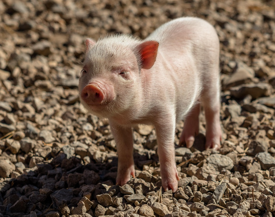 띠별 인간관계 특징과 주의점 – 돼지띠 편