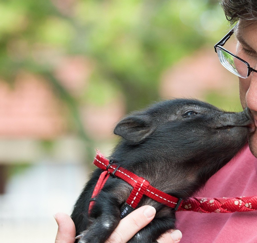 사람과 교감하는 검은 아기돼지.