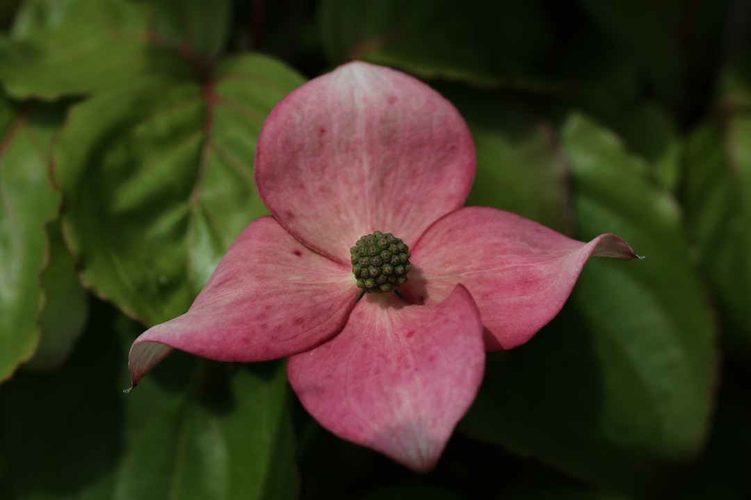 Cornus (the scientific name for the plant used to make the tea)