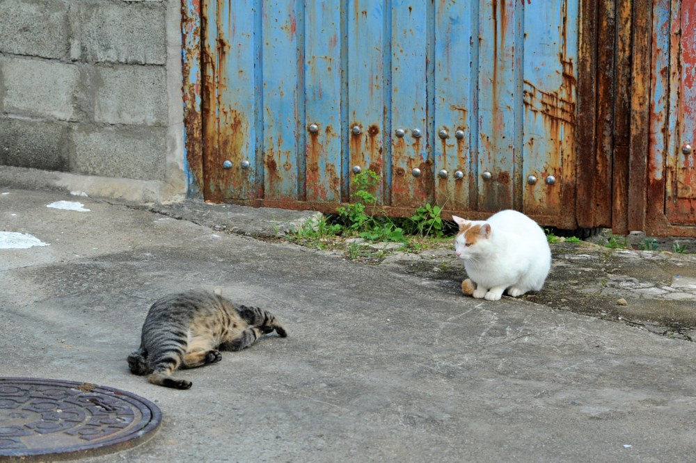 촬영일 2016년 11월 1일 시골집 고양이 장난치는 모습