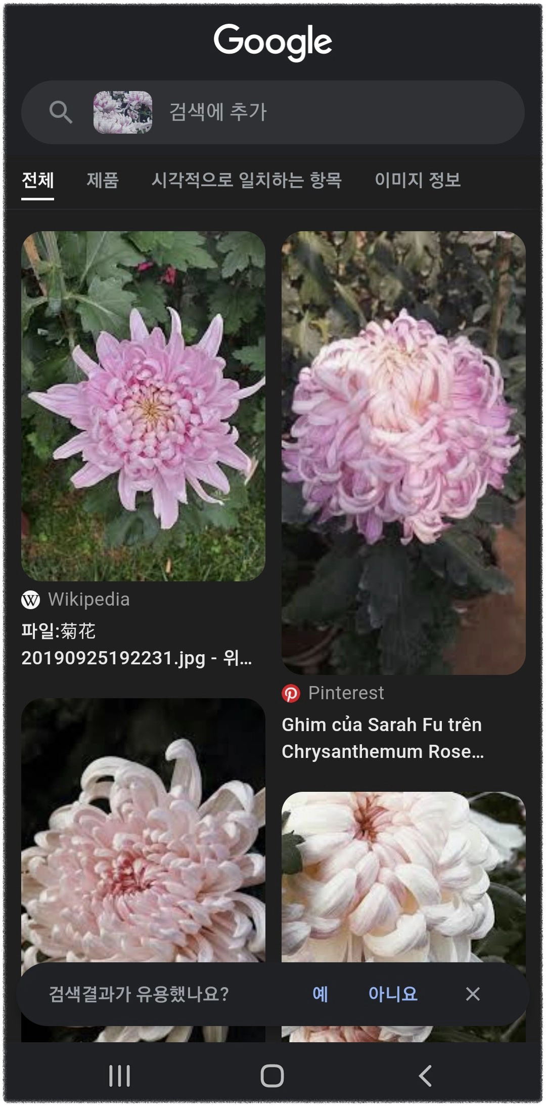 구글 렌즈 다운로드 및 사용방법 ❘ 꽃 이름 검색, 술 이름 검색