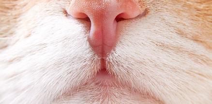 고양이의 빨간 코 업.