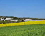 폭싹 속았수다 유채꽃밭 촬영지 가는법