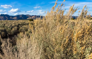 2025년 국민연금 요율 물가상승률