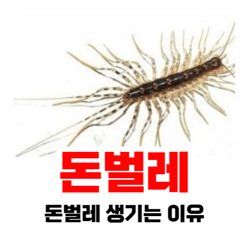 돈벌레 생기는 이유와 없애는 방법