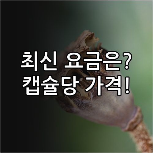 2024년 스카이캡슐 편도 요금 상세..