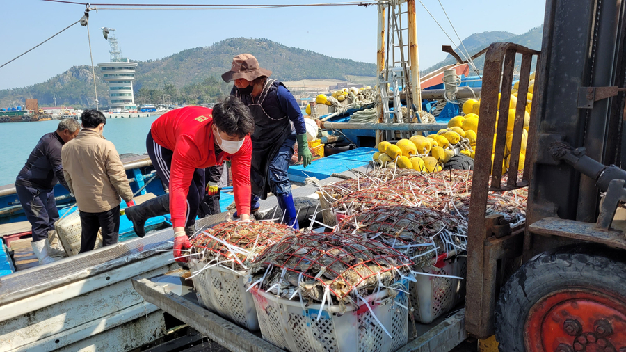 생생정보 진도꽃게축제
