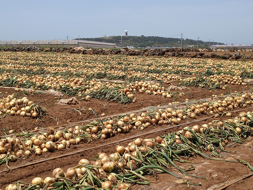 올레길 12코스: 양파밭