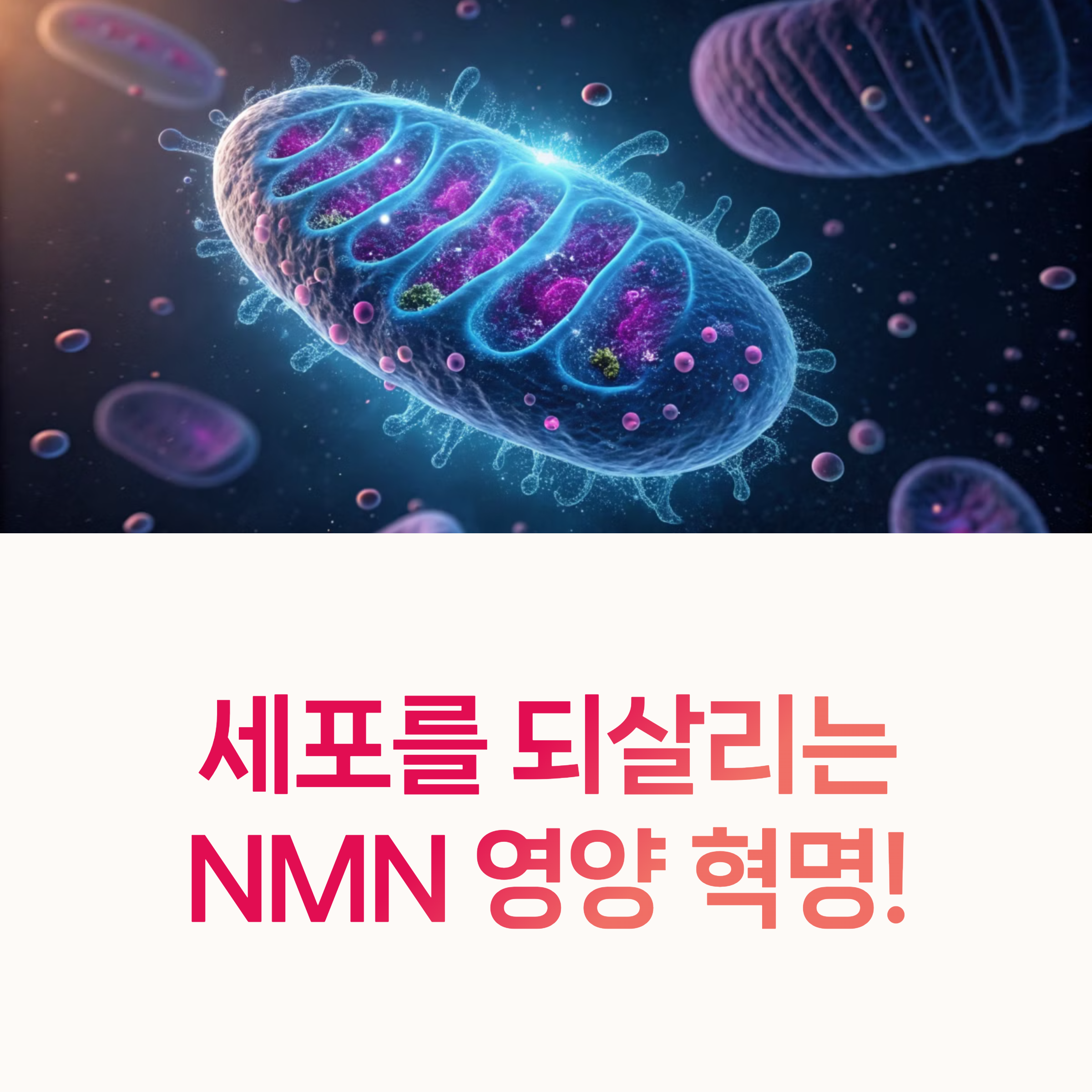 NMN복용법, 흡수율비교,
