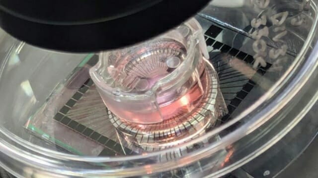 뇌 세포 배양 과정