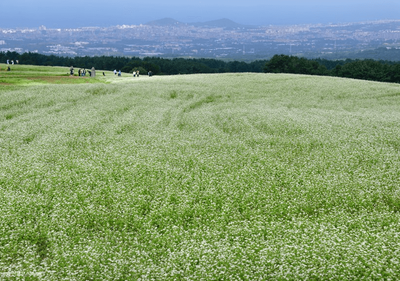 폭싹 속았수다 촬영지 따라잡기: 드라마 줄거리부터 제주 명소까지!