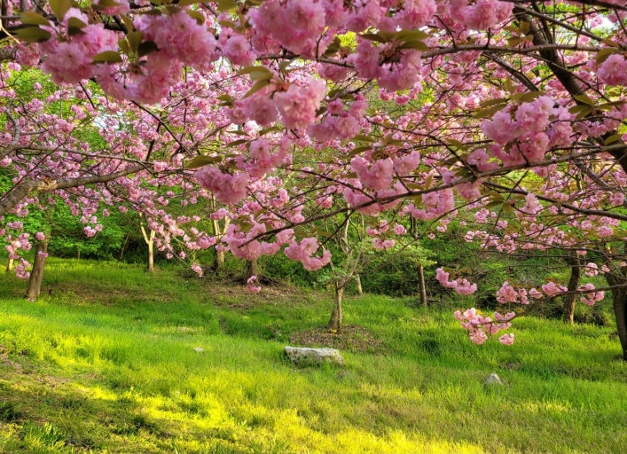 서산 문수사 겹벚꽃