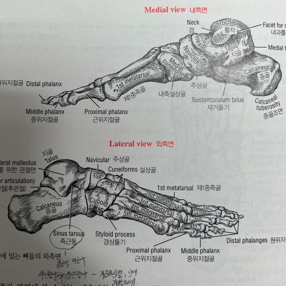 옆면에서-바라본-발목뼈의-해부학-사진