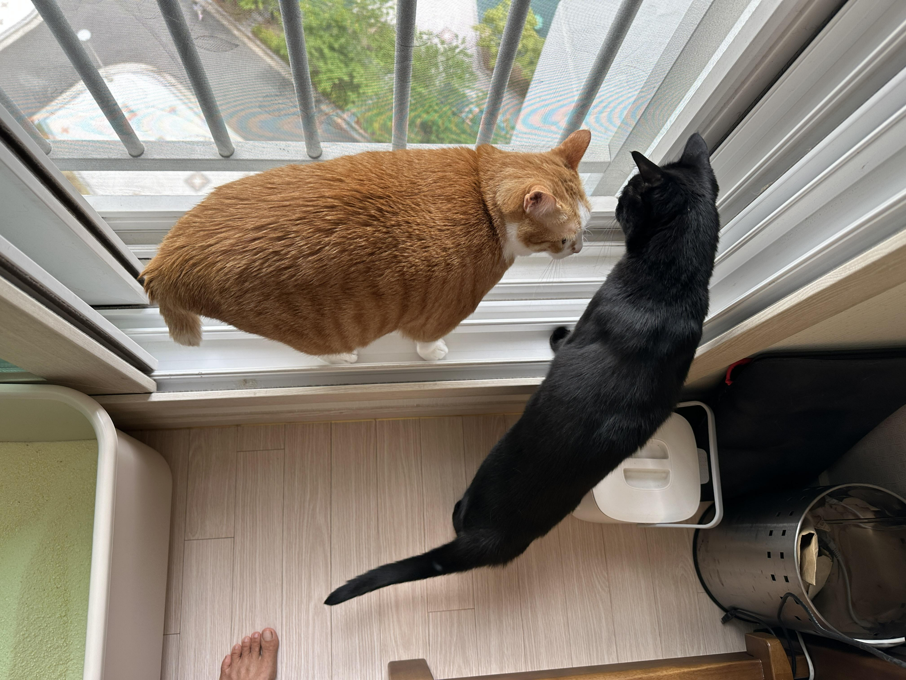 안전방충망에 머리 꼭 대고 창밖 구경하고 있어서 귀가 접힌 고양이들