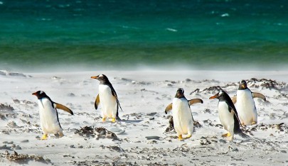 교사들이 추천하는 세계 동물 수업 자료 중 펭귄